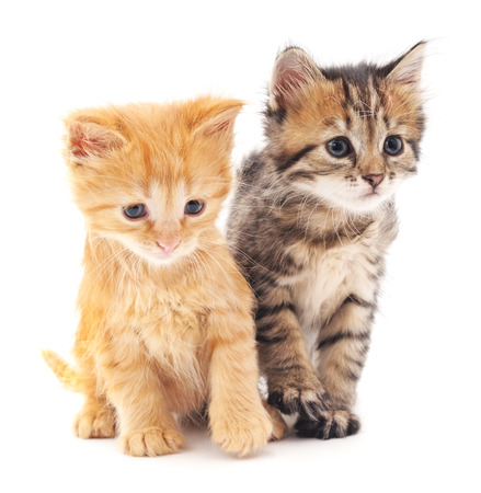 Two kittens isolated on a white background.の写真素材