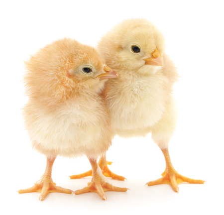 Little chickens isolated on a white background.の写真素材