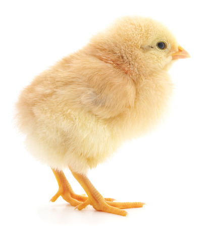 Little chicken isolated on a white background.の写真素材
