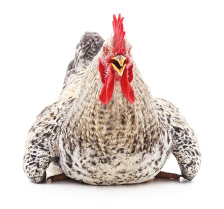 Gray rooster isolated on a white background.の写真素材
