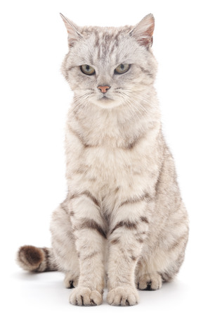 Gray cat isolated on a white background.の写真素材