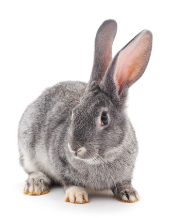 Grey baby rabbit on a white background.の写真素材
