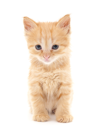 Brown kitten isolated on a white background.の写真素材