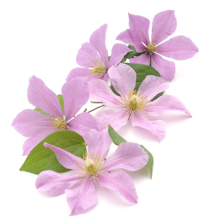 Purple clematis isolated on a white background.の写真素材