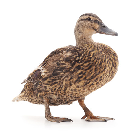 Large wild duck on a white background.の写真素材