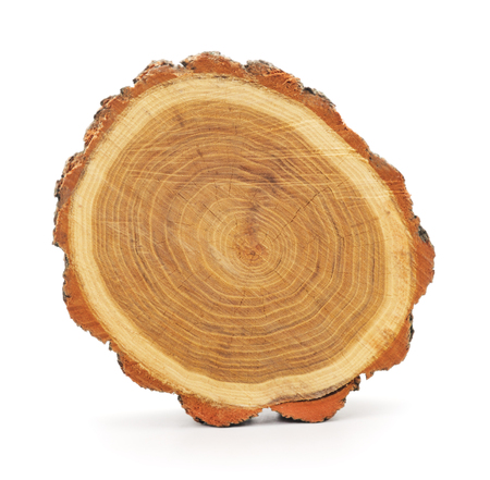 Tree trunk isolated on a white background.の写真素材