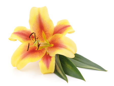 Large orange lily isolated on white background.の写真素材