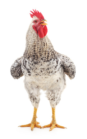 Gray rooster isolated on a white background.の写真素材