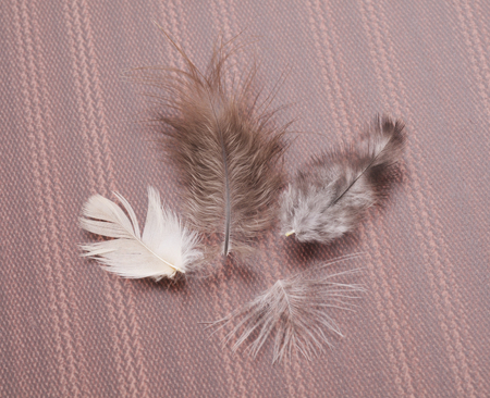 Four colorful feathers on a brown background.の写真素材