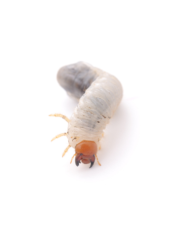 One worm isolated on a white background.の写真素材