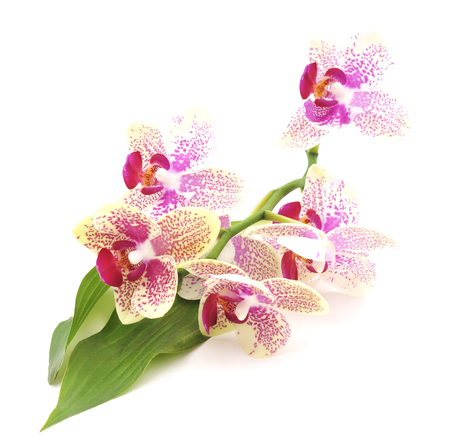 Bouquet of orchids isolated on a white background.の写真素材