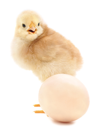 Chicken and egg isolated on a white background.の写真素材