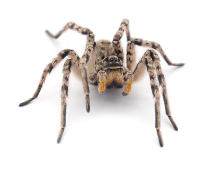 Brown spider isolated on a white background.の写真素材