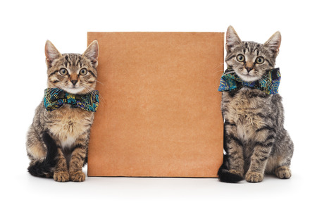 Gray kittens and cardboard on a white background.の写真素材