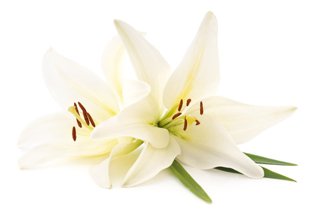 Large white lilies isolated on a white background.の写真素材