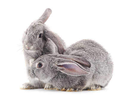 Grey baby rabbits on a white background.の写真素材