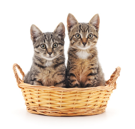 Kittens in a basket isolated on a white background.の写真素材