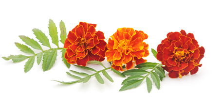 Bouquet of marigolds isolated on a white background.の写真素材