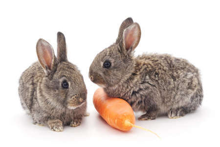 Grey baby rabbits on a white background.の写真素材