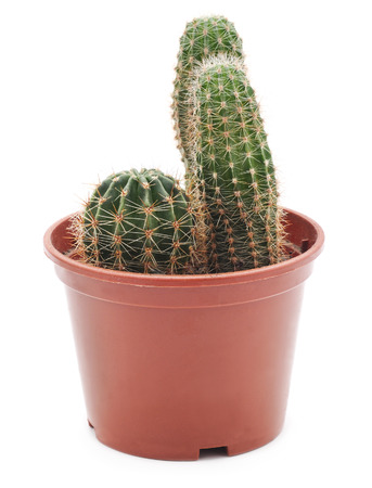 Three cactus in a pot isolated on white background.の写真素材