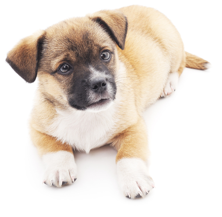Brown puppy isolated on a white background.の写真素材