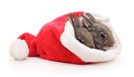 Small rabbits sleeping in the Santa hat.の写真素材