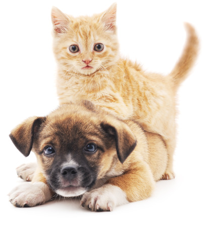 Red kitten and puppy isolated on a white background.の写真素材