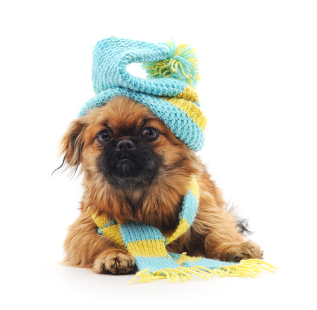 Dog in a hat and scarf on a white background.の写真素材