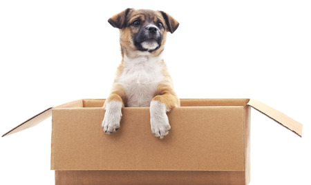 Puppy in the box on a white background.の写真素材