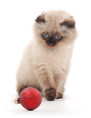 Kitten with Christmas decoration on a white background.の写真素材
