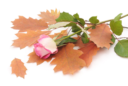 Pink rose on yellow leaves on a white background.の写真素材