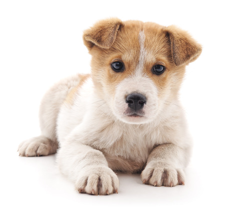 Small puppy isolated on a white background.の写真素材