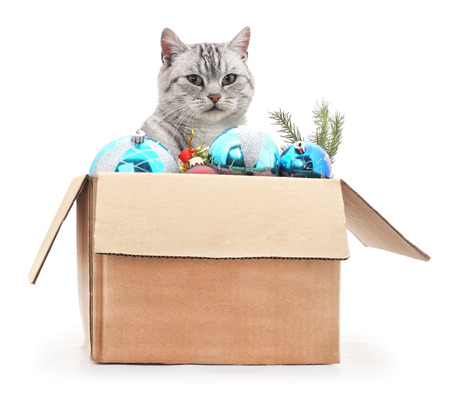 Cat in a box with Christmas decorations on a white background.の写真素材