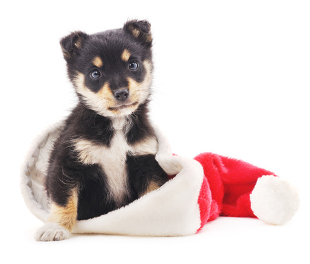 Black puppy in a Christmas hat isolated on a white background.の写真素材