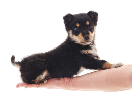 Puppy on the hand isolated on a white background.の写真素材