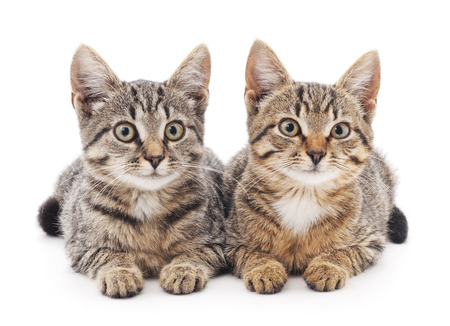 Two kittens isolated on a white background.の写真素材