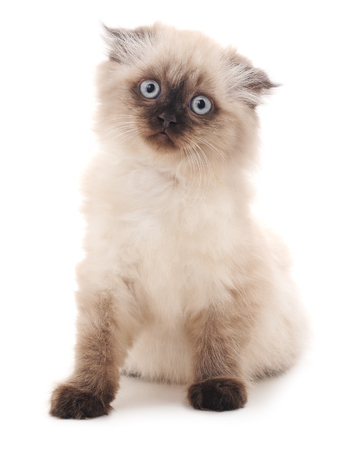 Scared white cat isolated on a white background.の写真素材