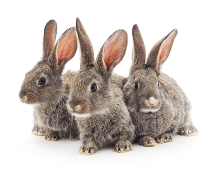 Grey baby rabbits on a white background.の写真素材
