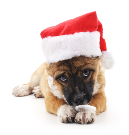 Dog in a Christmas hat on a white background.の写真素材