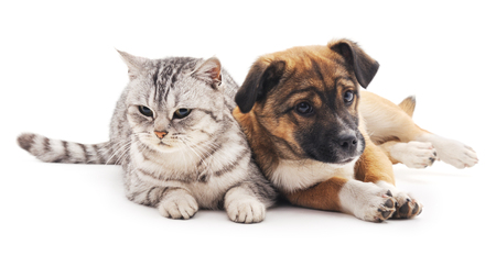 Cat and puppy isolated on a white background.の写真素材