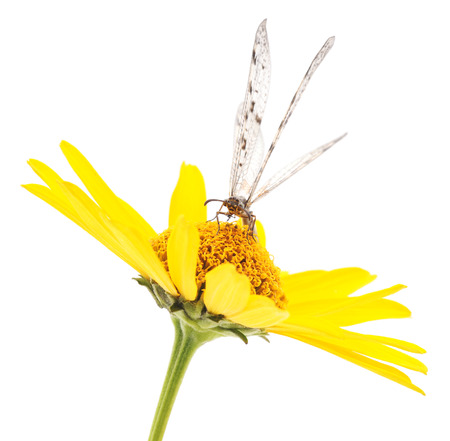 Dragonfly on yellow flower isolated on white background.の写真素材