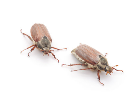 Two may beetles isolated on a white background.