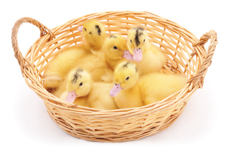 Ducklings in basket on a white background.の写真素材