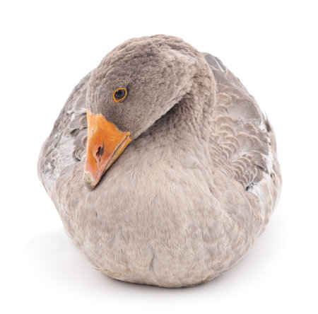 Grey goose isolated on a white background.の写真素材