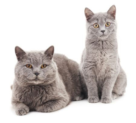Two gray cat isolated on a white background.の写真素材