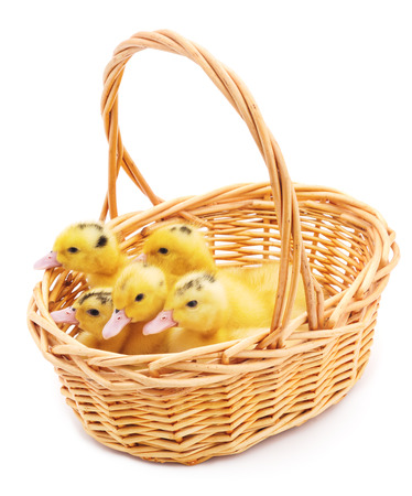 Ducks in a basket isolated on a white background.の写真素材