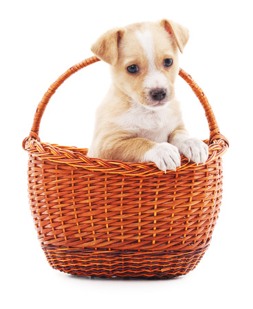 Puppy in a basket isolated on a white background.の写真素材