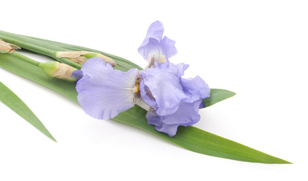 Blue iris isolated on a white background.の写真素材