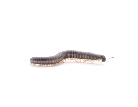 Black centipede isolated on a white background.の写真素材