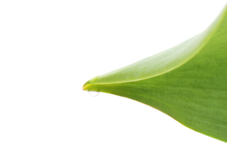 Drop of water on leaf isolated on a white background.の写真素材